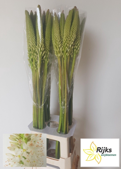 <h4>EREMURUS HIMALAICUS</h4>