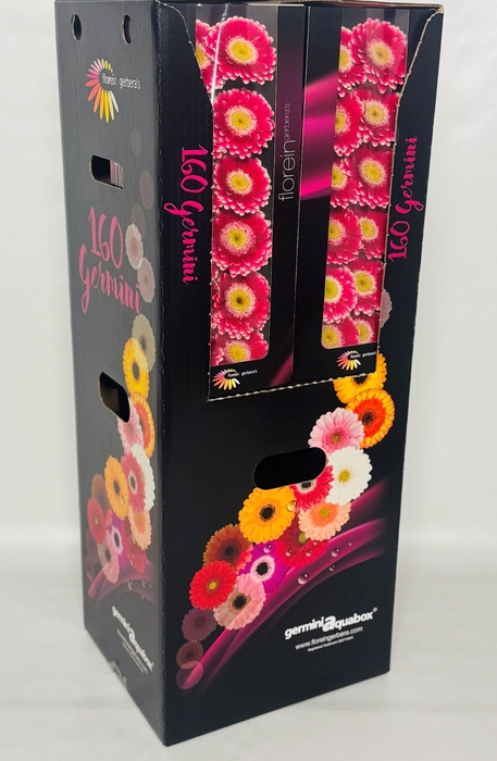 <h4>GE MI WONDERWALL Aquabox *160</h4>