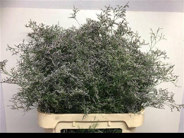 <h4>LIM BELTLAARD</h4>