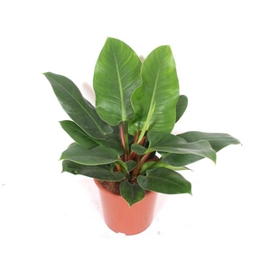 Philodendron 'Imperial Green'