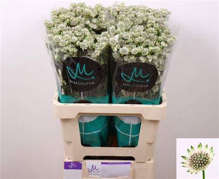 <h4>Astrantia Billion Stars</h4>