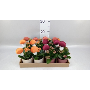 Arr.    Planten  L%