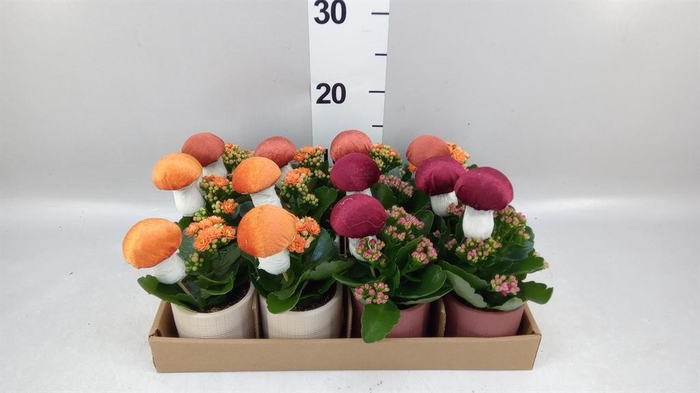 Arr.    Planten  L%
