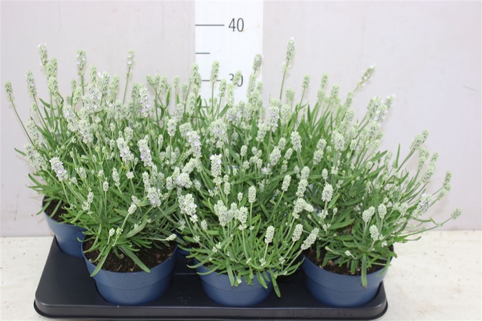 <h4>Lavandula An Felice White</h4>