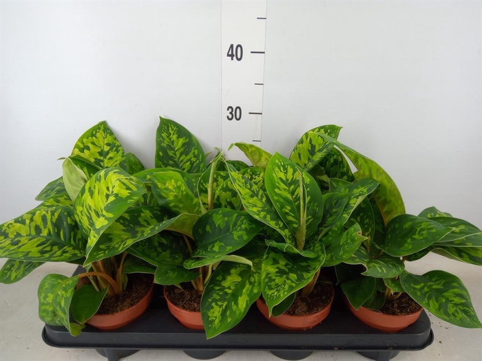 <h4>Homalomena wal. 'Camouflage'</h4>