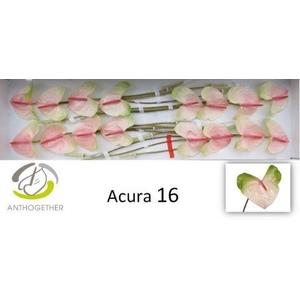 Anth A Acura 11 cm X16 Oosterzon