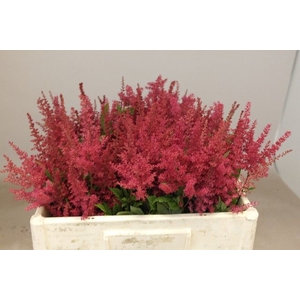 Astilbe Paul Gaarder Rutgrink