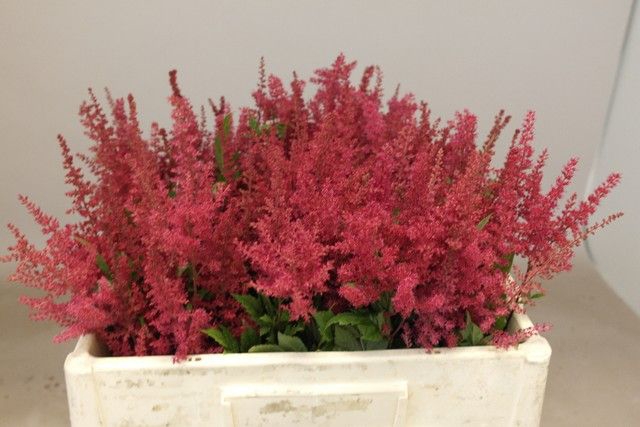 <h4>Astilbe Paul Gaarder Rutgrink</h4>