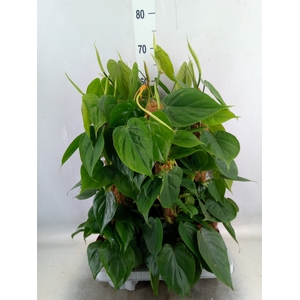 Philodendron scand.
