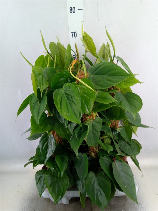 <h4>Philodendron scand.</h4>