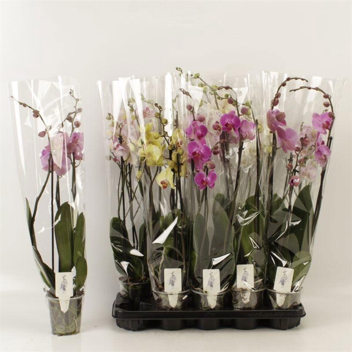 <h4>PHAL GEM 6 KL</h4>