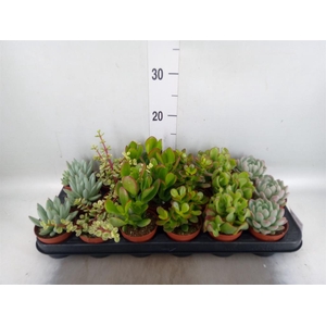 Succulents   ...mix 6