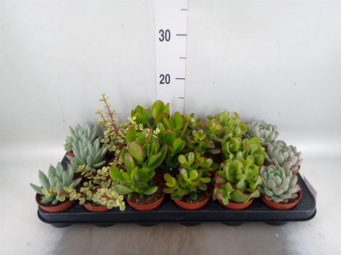 <h4>Succulents   ...mix 6</h4>