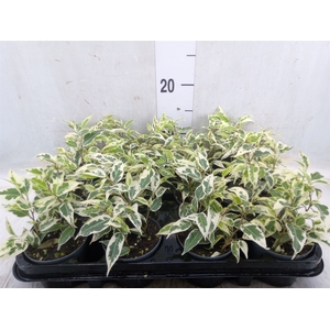 Ficus benja. 'Regidan'