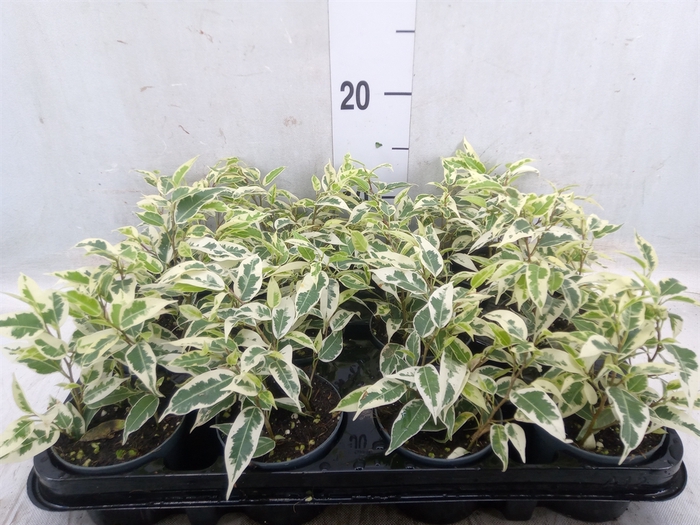 <h4>Ficus benja. 'Regidan'</h4>