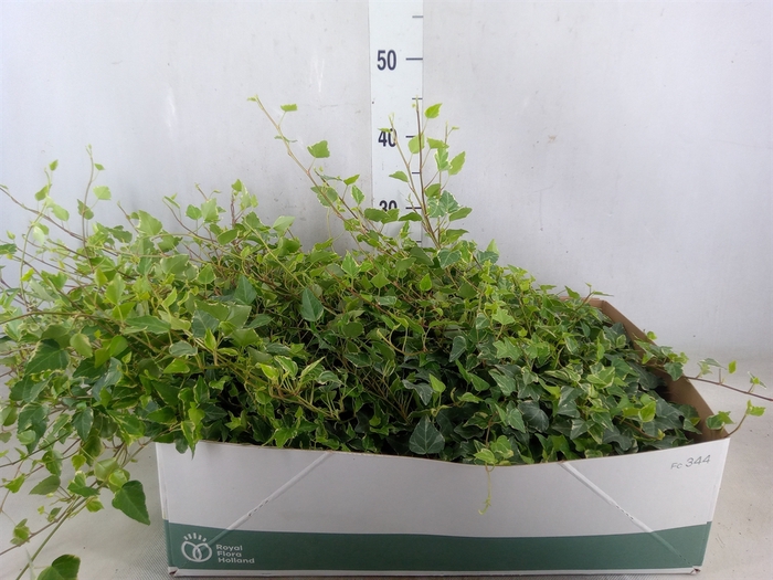 <h4>Hedera helix 'Tamara'</h4>