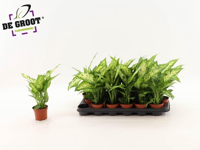 <h4>Dieffenbachia Compacta</h4>