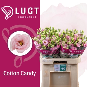 EUS G COTTON CANDY