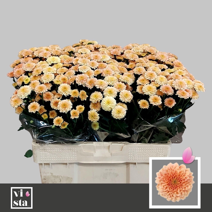 <h4>CHR S MILLER APRICOT</h4>