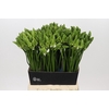 Ornithogalum Mount Fuji
