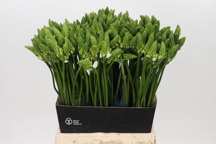 <h4>Ornithogalum Mount Fuji</h4>