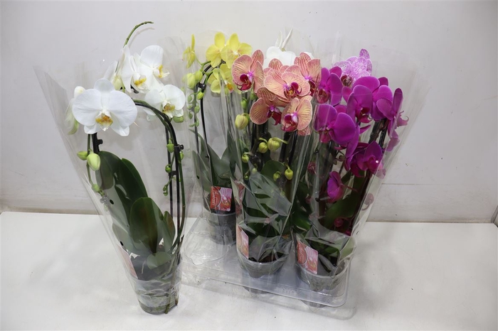 <h4>arr8 Phal El Cascade</h4>