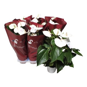 Anthurium  Flamingo White 17cm sierhoes