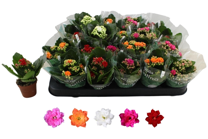 <h4>KAL GE RO GEM 5 KL</h4>