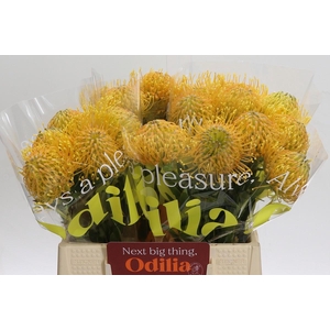 Nutans Haw Catherinae