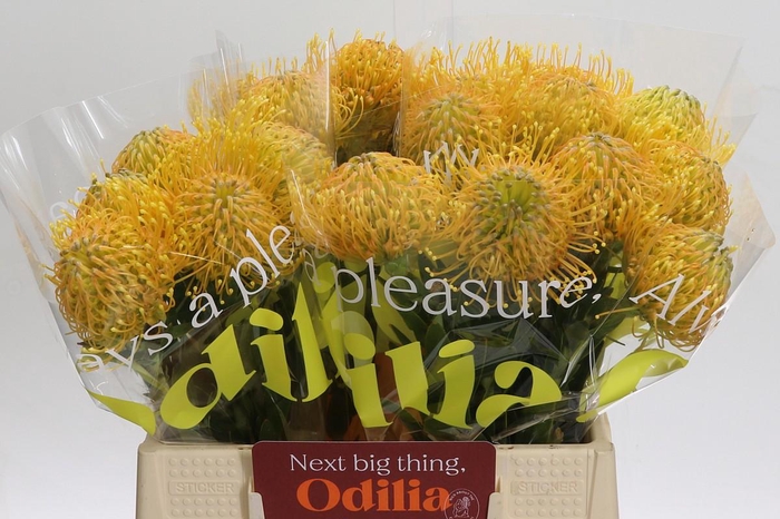 <h4>Nutans Haw Catherinae</h4>