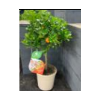 Citrus hystrix