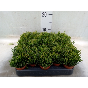 Rhipsalis   ...