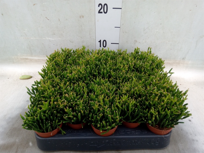 <h4>Rhipsalis   ...</h4>