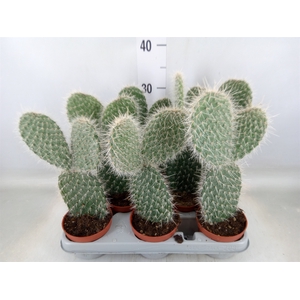 Opuntia