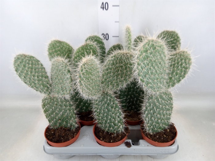 <h4>Opuntia</h4>