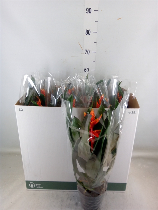 <h4>Aechmea  'Pepita Elegant Flames'</h4>
