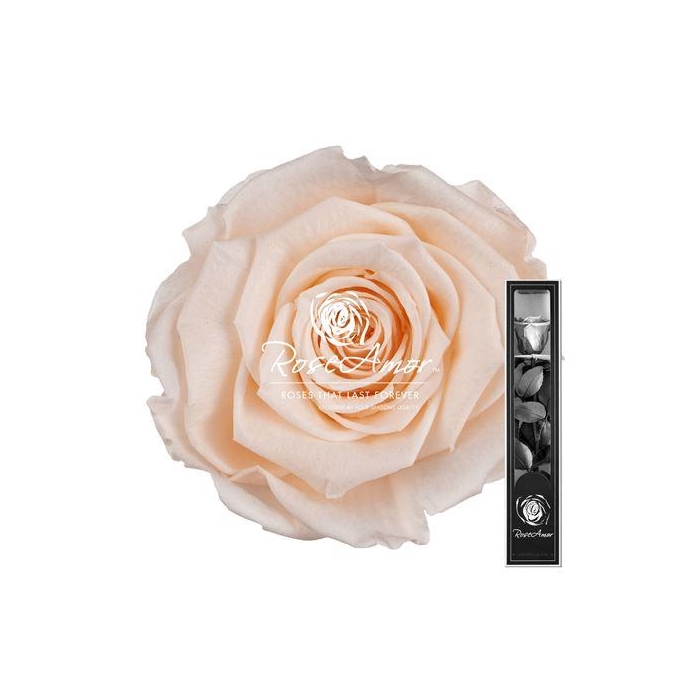 <h4>30cm Stem Pea89</h4>