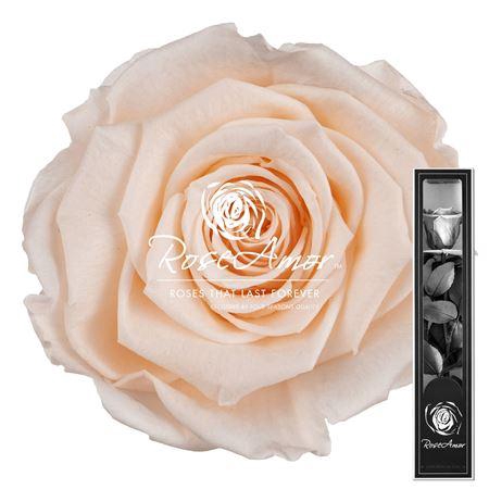 <h4>30cm Stem Pea89</h4>