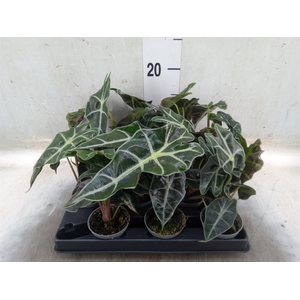 Alocasia   ...