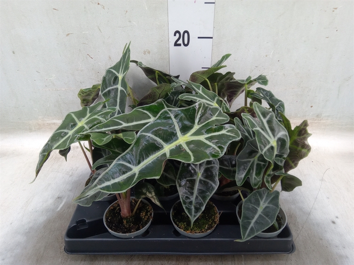 <h4>Alocasia   ...</h4>
