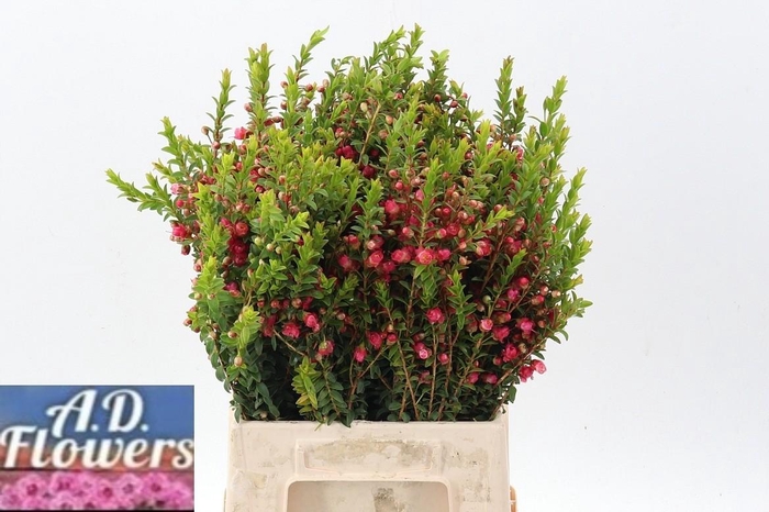 <h4>Chamecordia Rey</h4>