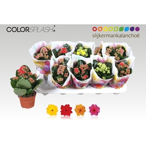 KALAN CALAN MIX COLORSPLASH