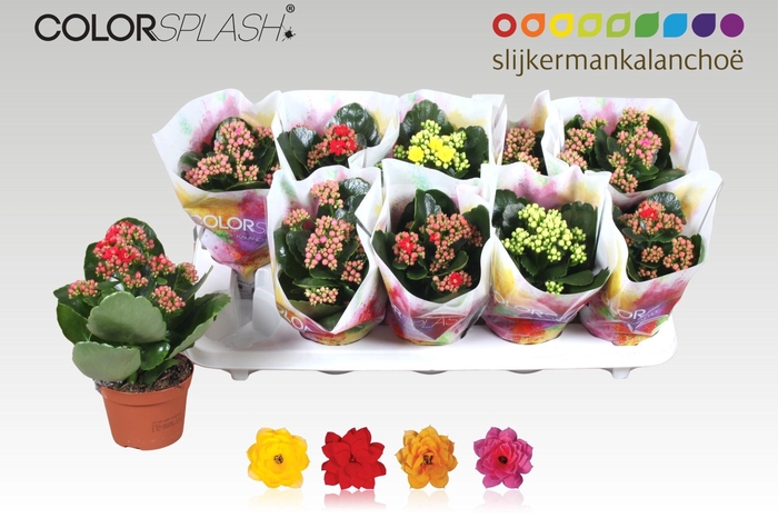 <h4>KALAN CALAN MIX COLORSPLASH</h4>