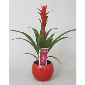 Guzmania 'Ostara' in rode bolpot