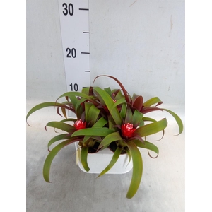 Guzmania  'Hope'