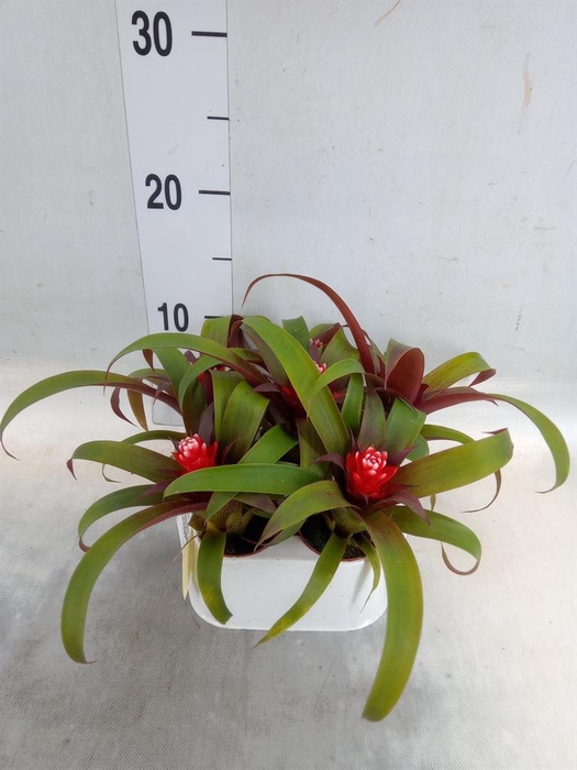 <h4>Guzmania  'Hope'</h4>