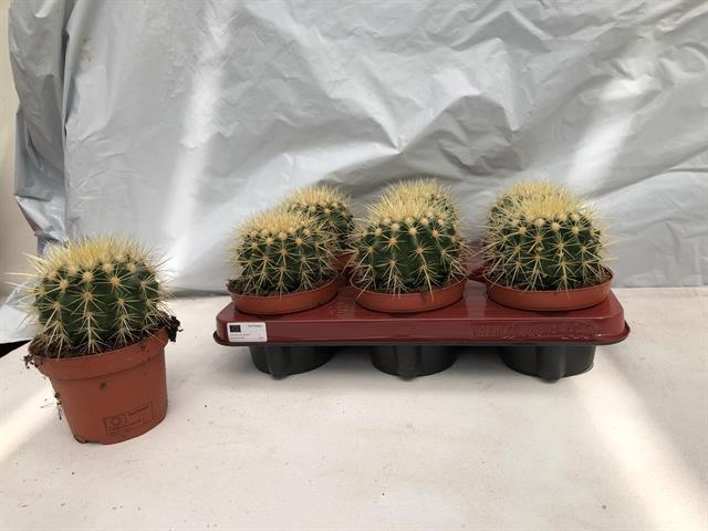 Echinocactus Grusonii (Cites) 12Ø 15cm