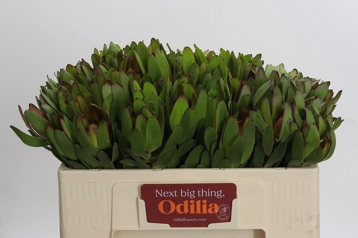 <h4>Leucadendron Goldstrike</h4>