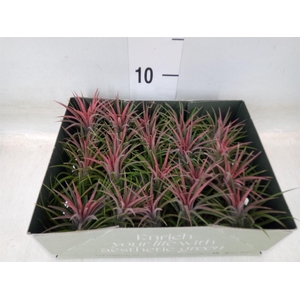 Tillandsia
