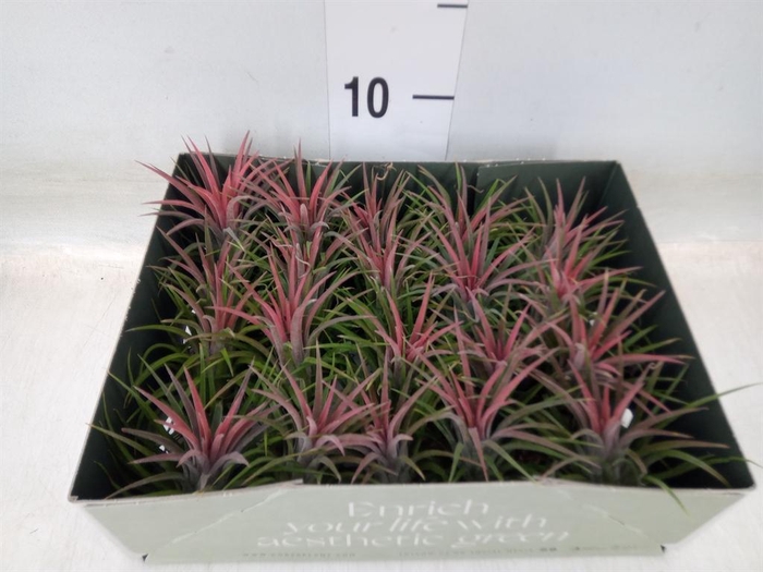 <h4>Tillandsia</h4>